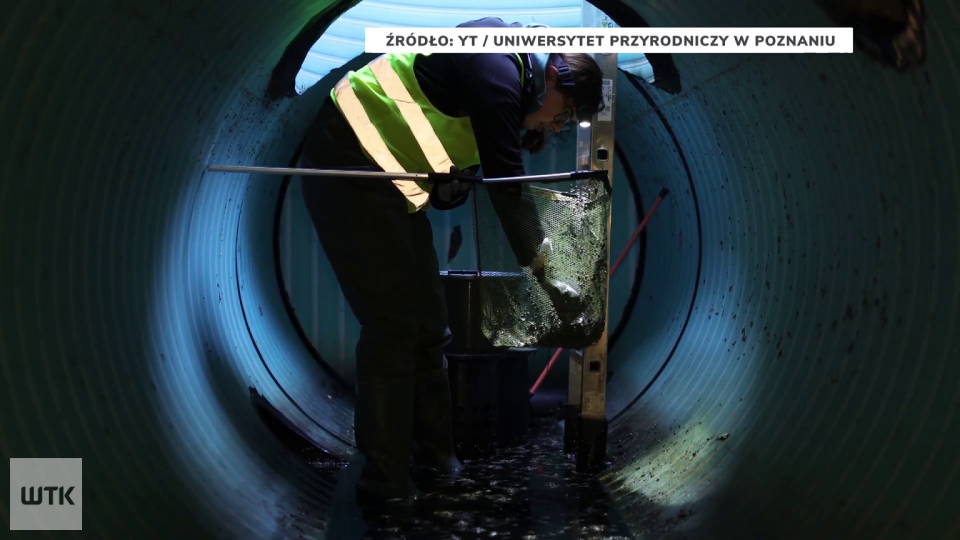 Wypompują wodę ze stawu. Powodem atak czterocentymetrowej ryby