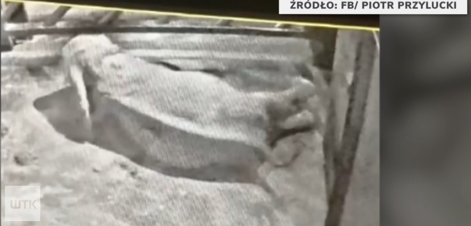 Do zoo musi wejść prokurator? Dyrektor zoo zapowiada kroki prawne