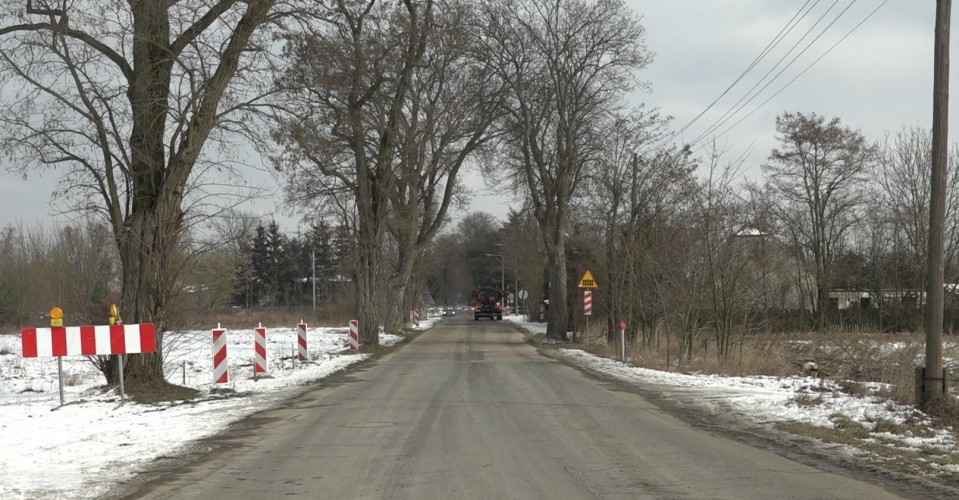 Sędziwe drzewa do wycięcia na Krzesinach