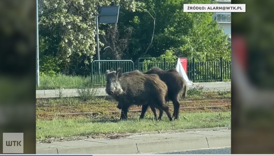 Dziki wracają? Mieszkańcy Junikowa zaniepokojeni